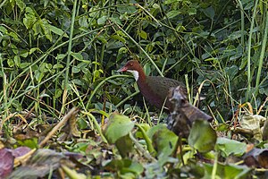 White-throated Rail - Masoala - Madagascar MG 0548 (15285572081).jpg