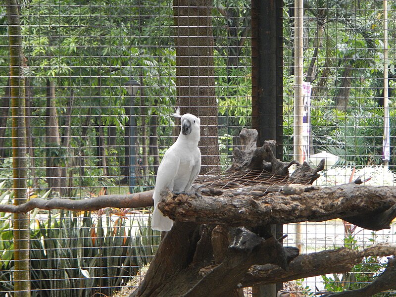 File:White Cockatoo - Cacatua alba - Ninoy Aquino Parks & Wildlife Center 02.jpg