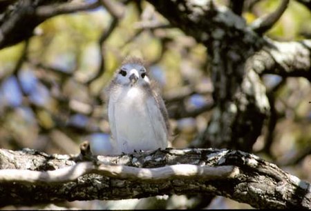 White Tern, Ducie Island.jpg