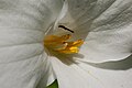 Trillium grandiflorum