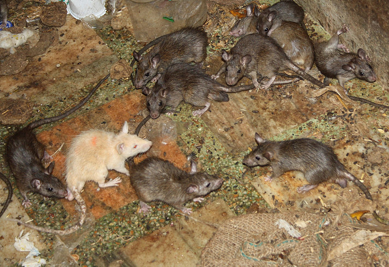 File:White rat at the temple of Karni Mata.jpg