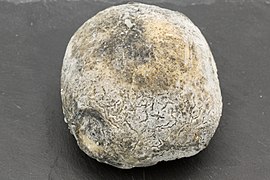 WikiCheese - Tartufo Ventadour 05.jpg