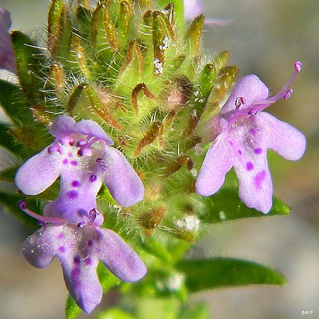 Tập_tin:Wild_pennyroyal_(Piloblephis_rigida)_(8395478679).jpg