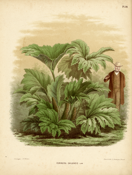 Pl. 19: Gunnera chilensis Lam.