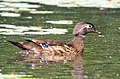 * Nomination Wood duck female --Rhododendrites 03:11, 2 June 2022 (UTC) * Promotion  Support Good quality. --XRay 04:48, 2 June 2022 (UTC)