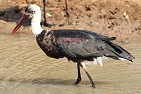 Woolly-necked stork, Bishop stork or White-necked stork, Ciconia episcopus, at uMkhuze Game Reserve, kwaZulu-Natal, South Africa (15465220626).jpg