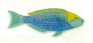 <i>Scarus prasiognathos</i> Species of fish