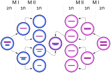 Diagrama representando el nacimiento de una célula con cariotipo XXY debido a un evento de no disyunción de un cromosoma X desde un cromosoma Y durante la meiosis I en el padre. Los círculos azules representan células masculinas y los rosas células femeninas. Las barras azules y rosas representan cromosomas X y Y respectivamente.