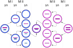 Birth of a cell with karyotype XXY due to a nondisjunction event of one X chromosome from a Y chromosome during meiosis I in the male XXY syndrome M.svg