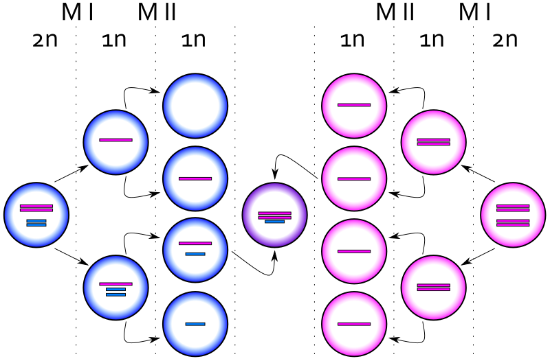 File:XXY syndrome M.svg