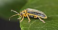 Imago of X. luteola, side view