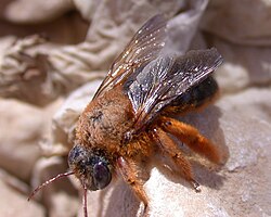 Xylocopa rufa, hona.