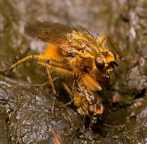 Навозная муха. Dung Fly.