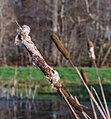 Zaadpluizen grote lisdodde (Typha latifolia).