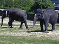 Samice slonů indických