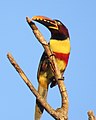 Pantanal: Geographie, Flora und Fauna, Naturschutz