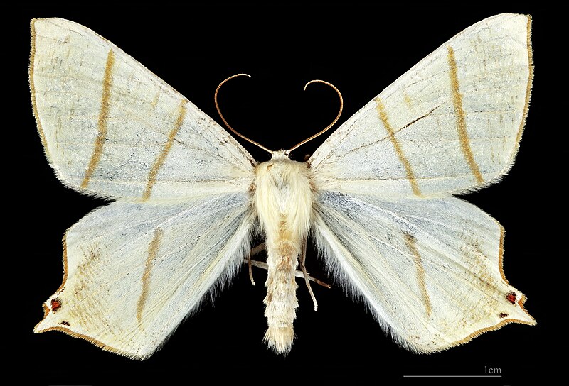 File:(MHNT) Ourapteryx sambucaria - Most Czech Republic male dorsal.jpg