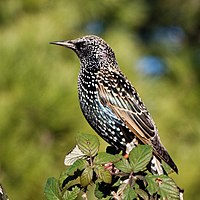 Common starling