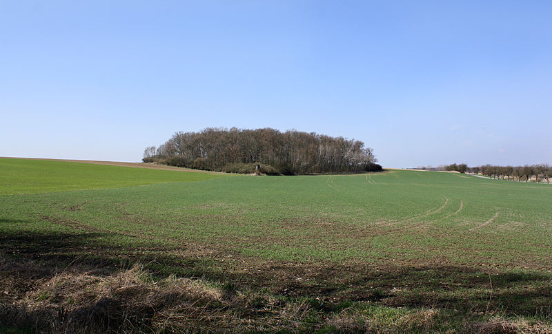 File:Činěves, small forest.jpg