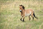Лошадь Пржевальского.jpg