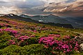 * Nomination Rhododendron myrtifolium in Carpathian National Nature Park, Ukraine. By User:Misha Reme --Anntinomy 12:20, 8 January 2020 (UTC) * Promotion  Support - Someone might argue about noise and sharpness, but I think that especially in this light, it's clearly a QI. -- Ikan Kekek 09:50, 9 January 2020 (UTC)