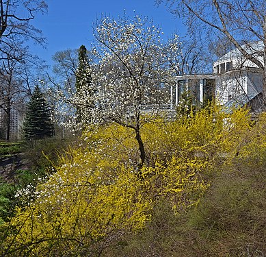 Magnolias and forsythia in the botanical garden in Kiev, Ukraine