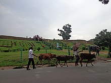 a distance view of mahasthangarh wall mhaasthaangdd' (34).jpg