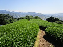 ファイル:稜線上の茶畑.jpg