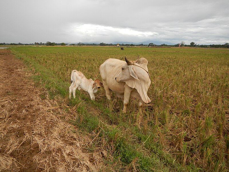 File:0298jfLands Culianin Ducks Plaridel Bulacan Cattle Fieldsfvf 04.JPG