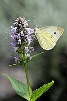 Pieris brassicae.