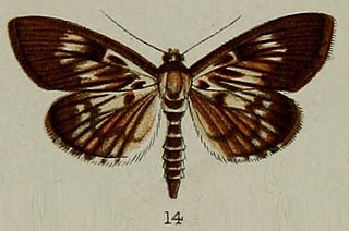 <i>Syllepte picalis</i> Species of moth