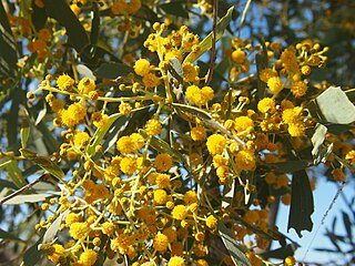 <i>Acacia hemignosta</i> species of plant