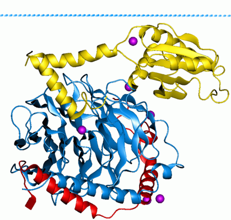 G_protein