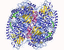 Proteinkinase A