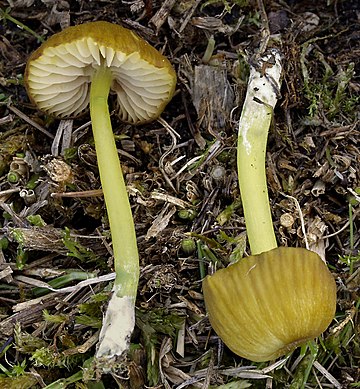 Entoloma incanum