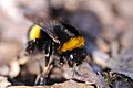 2010-03-24 (53) Erdhummel, Buff-tailes bumblebee, Bombus terrestris.JPG