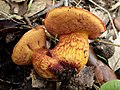 Boletus permagnificus