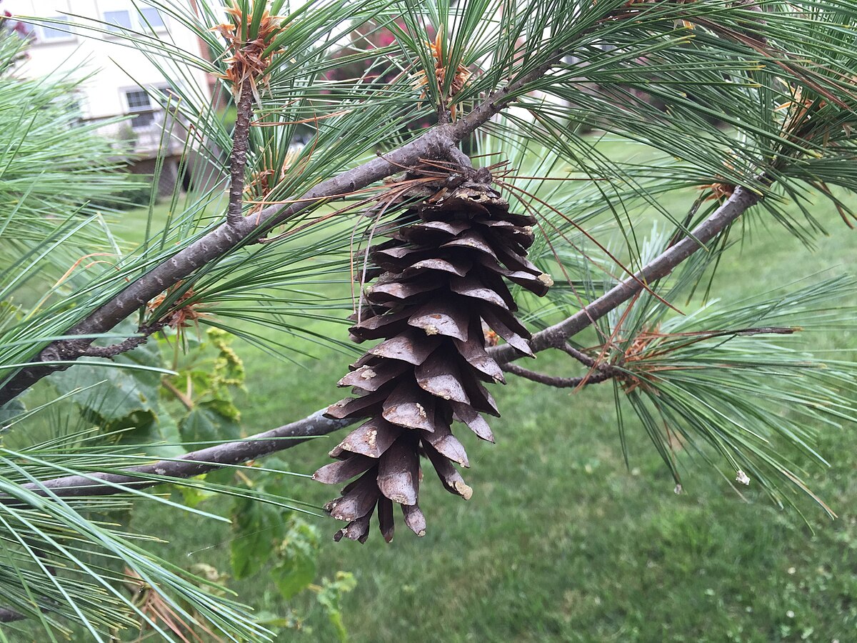 File:2015-08-07 17 35 09 Eastern White Pine cone in the Franklin Farm  section of Oak Hill, Virginia.jpg - Wikipedia