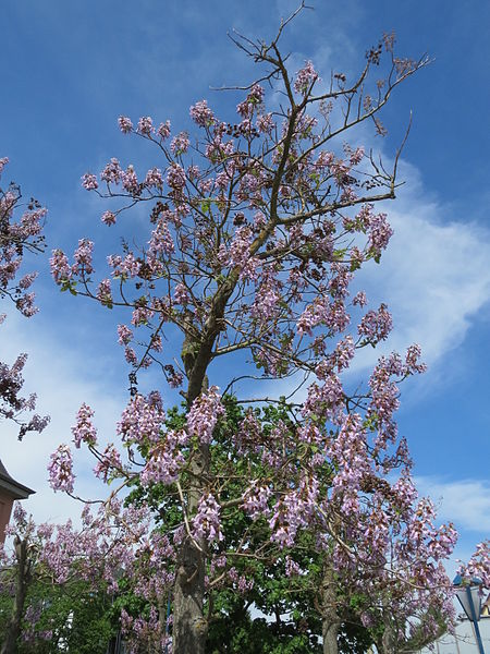 File:20150508Paulownia tomentosa1.jpg