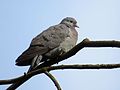 2016-05-06 Columba oenas, Jesmond Dene 1.jpg