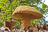 2016-09-10 Gyroporus cyanescens.jpg