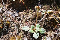 Saxifraga rhomboidea