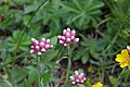 Antennaria microphylla