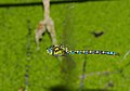 Blaugrüne Mosaikjungfer - Aeshna cyanea, Männchen im Flug