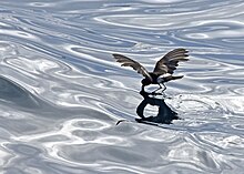 A black bird pictured flying just above surface water