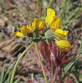 <i>Thelesperma subnudum</i> Species of flowering plant