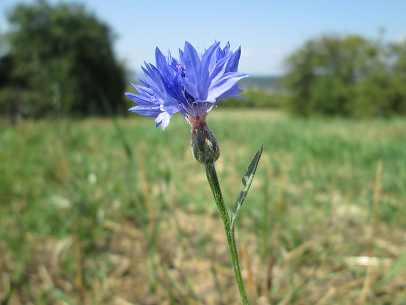 File:20190826Centaurea cyanus.jpg