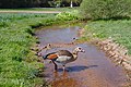 * Nomination A Egyptian Goose (Alopochen aegyptiacus) during the crossing of the stream Ehrentalbachs --DavidJRasp 10:57, 31 August 2020 (UTC) * Promotion  Support Good quality. --Jakubhal 13:52, 31 August 2020 (UTC)