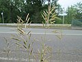 Miniatura per Bromus inermis