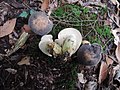 2021-07-10 Retiboletus fuscus (Hongo) N.K. Zeng & Zhu L. Yang 1347485.jpg